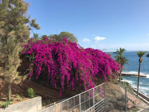 Apartamentos Do Mar Funchal