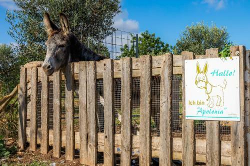 Apartamento Ullastre de Sa Gruta Vella