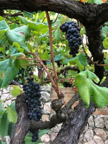 Agroturismo Can Guillo