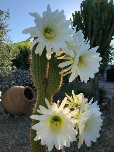 Agroturismo Can Guillo