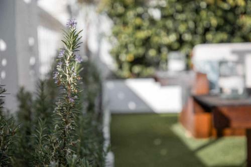 Monkeys Luxury Triana House
