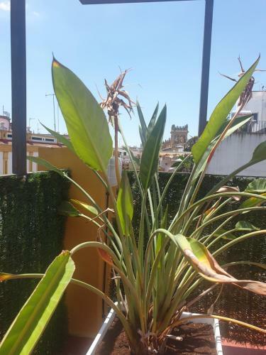 Apartamento Do�a Lola Corner