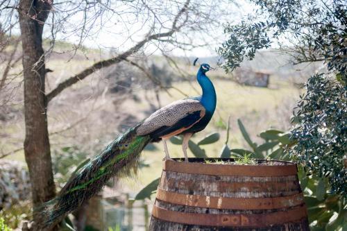 Aldeia Da Mata Pequena