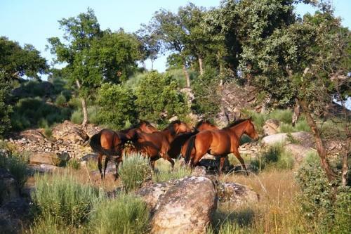 Quinta Lamosa Agroturismo