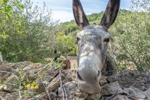 Finca Sa Font. Son Ma�ia