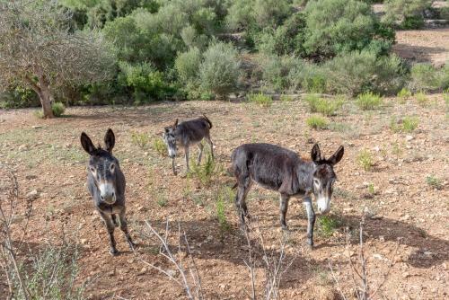 Finca Sa Font. Son Ma�ia