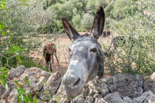 Finca Sa Font. Son Ma�ia