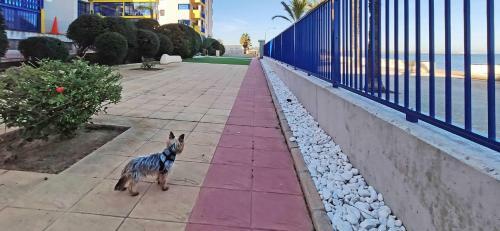 Shorehouse Apartamento de Primera Linea En Playa Honda