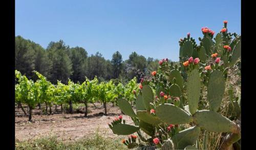 Villa In L'arbocar de Baix Sleeps 7 With Pool
