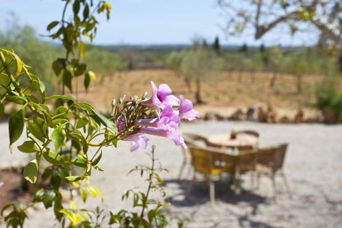 Villa Sa Vinya Des Compte
