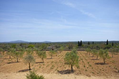 Villa Sa Vinya Des Compte