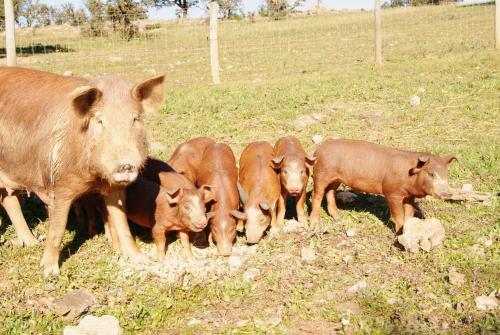 Hostal Agro-turismo Monte Da Galega