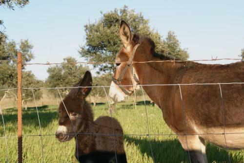Hostal Agro-turismo Monte Da Galega