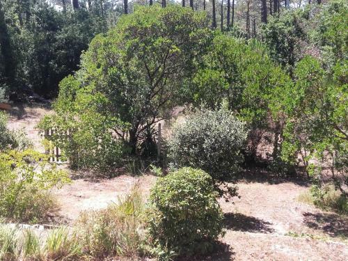 Maison Arcachon, 3 Pi�ces, 5 Personnes - Fr-1-319-383