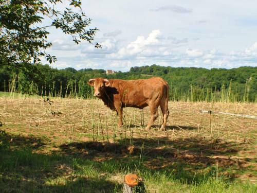 G�te Archignac, 3 Pi�ces, 4 Personnes - Fr-1-616-31
