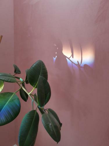 Bed & Breakfast Jardin D'hiver Cassel