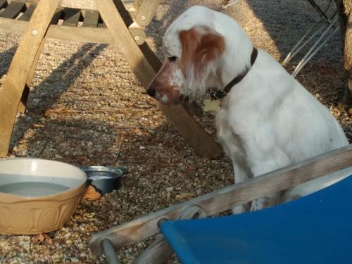 Bed & Breakfast La Pause - Val de Loire (20 Mins - Zoo de Beauval)