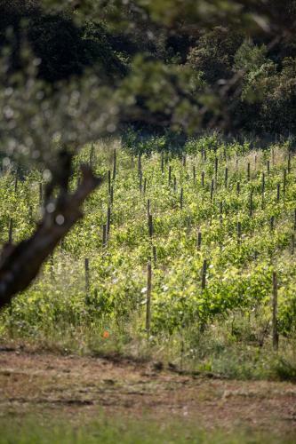 Bed & Breakfast Domaine Monte Verdi