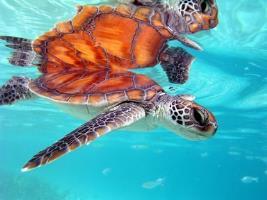 Hotel Intercontinental Moorea Resort & Spa