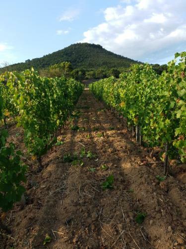 Domaine de La Navicelle - Syrah