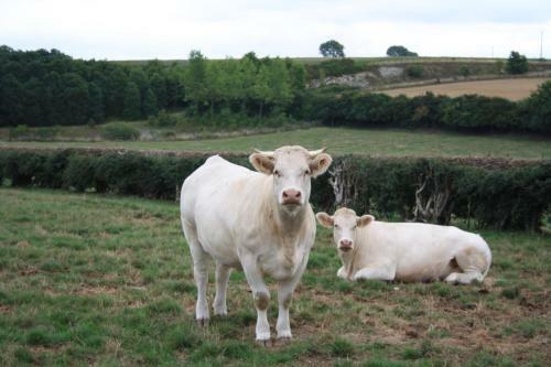 Ferme Du Pre Vert - Chambres D'h�tes B&B
