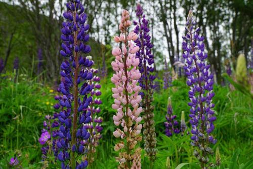 Tjeldsundbrua Camping