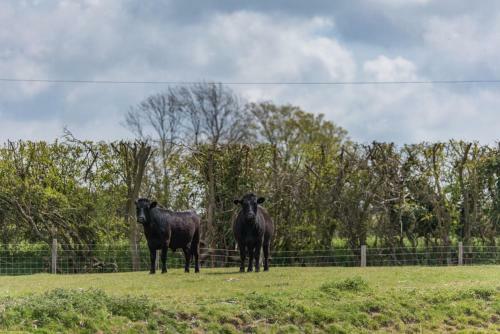 Romney Marsh Huts