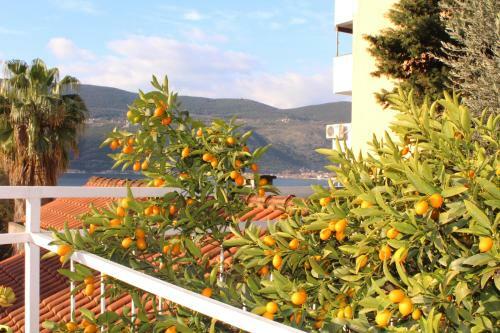 Hostal Guest House Tomanovic