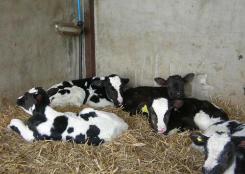Hostal Alltyfyrddin Farm