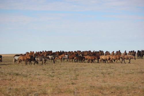 Hostal Mongolian Vision Tours Guesthouse