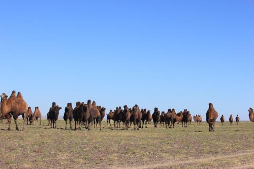 Hostal Mongolian Vision Tours Guesthouse