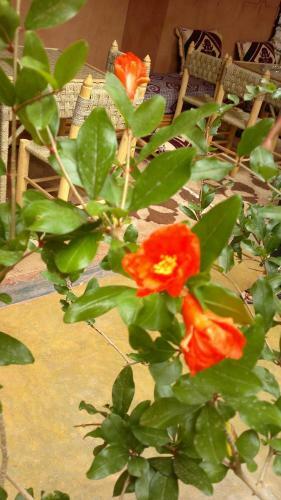 Bed & Breakfast Auberge Des Jardins Du Dades