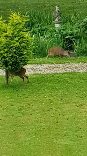 The Beeches B&B