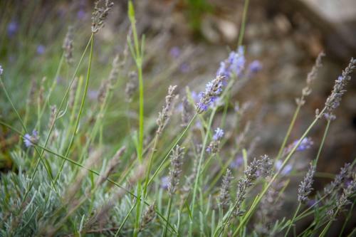 Lavender Cottage