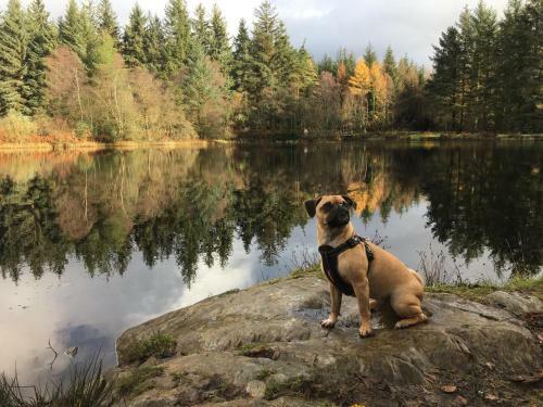 Birch Lodge 22 With Hot Tub Newton Stewart