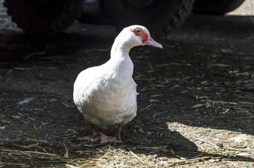 Ashgrove Farm - 1 Bedroom Apartment - Llawhaden - Narberth