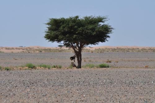 Hotel Kasbah H�tel Erg Chebbi