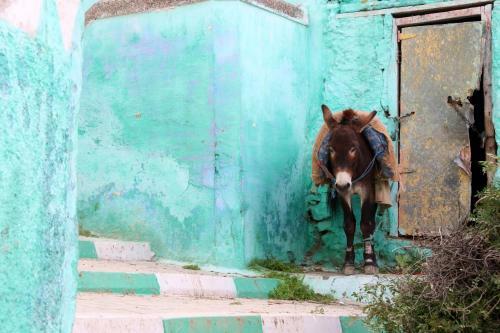 Bed & Breakfast Dar Zerhoune