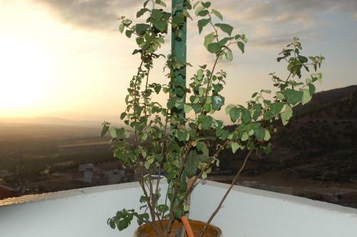 Hostal La Colombe Blanche