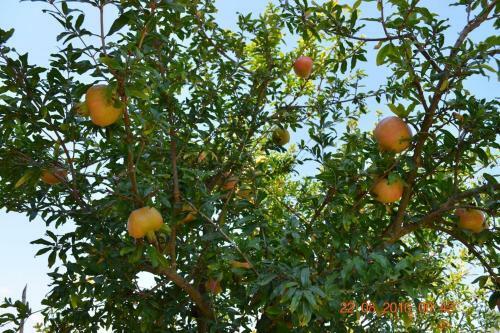 Charming 4-bedroom Villa