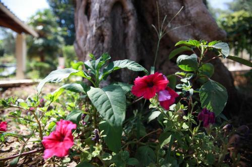 Apartamento Aristea Studios