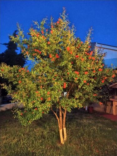 Apartamento Sea And Garden