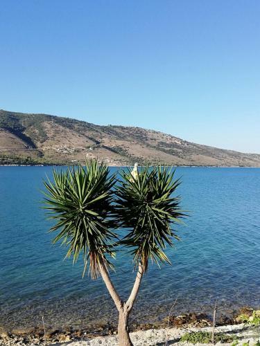 Hostal Plataria Palace