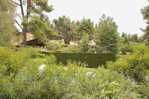 #flh - 99 Pine Trees