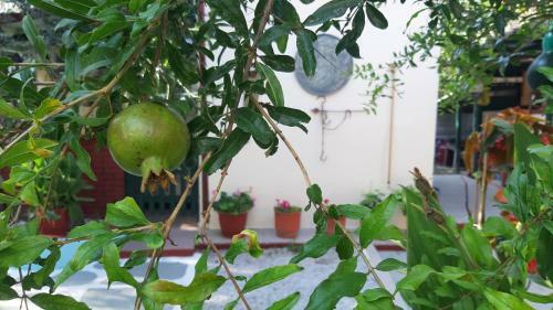 Apartamento Pension Soula