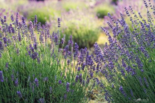Lavender Village