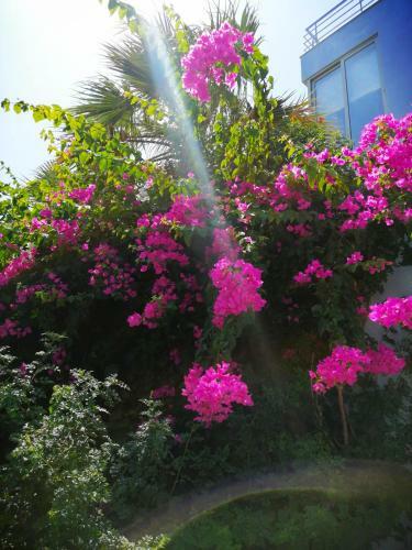 Luxury Villa Ariadni