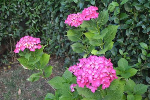 Apartamento Fantastic Studio Angie In Flower Garden