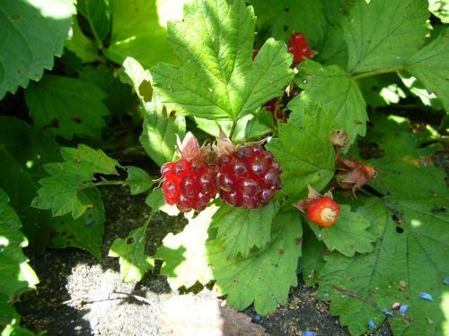 Bed & Breakfast Gallery & Lodge Noichigo