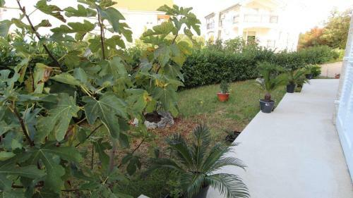 Hostal Apartments Jela